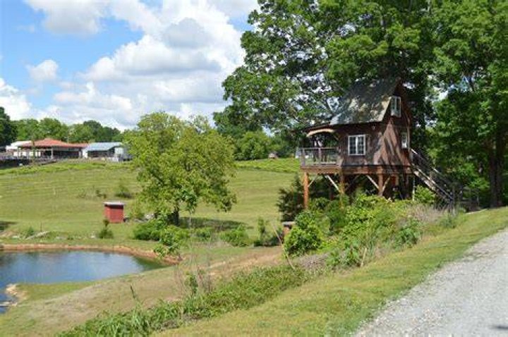 Discover the Enchanting Beauty of Treehouse Vineyards NC