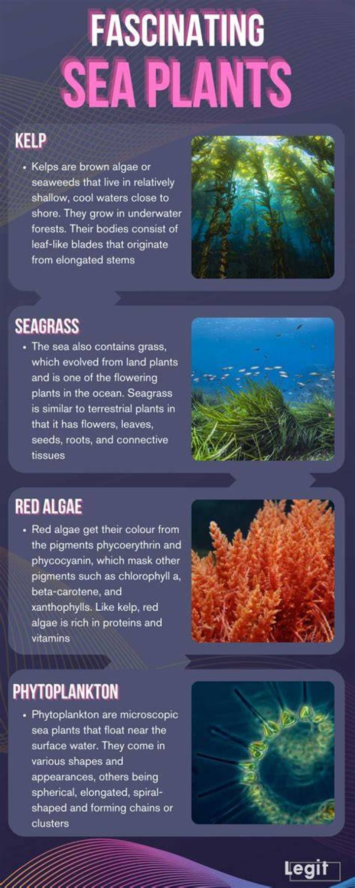 Exploring the Fascinating World of Sea Ocean Plants