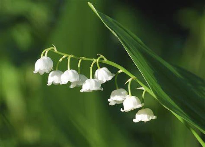 Lily of the Valley Poison Antidote: A Comprehensive Guide to Safety and Treatment