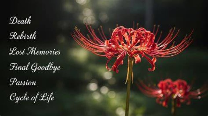 What Do Red Spider Lilies Represent: A Comprehensive Guide to Their Symbolism and Cultural Significance
